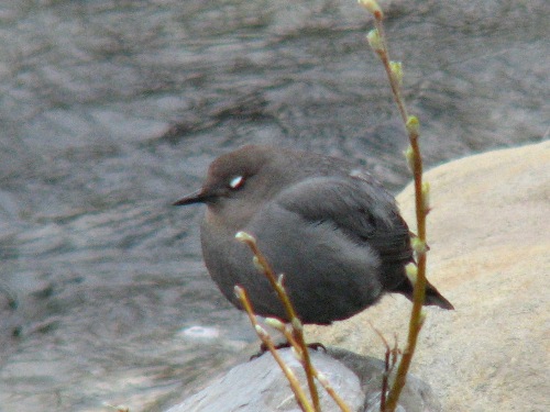 American Dipper Bird