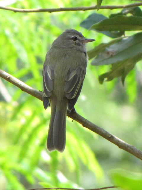 Birding Brazil 2010 — Flycatchers