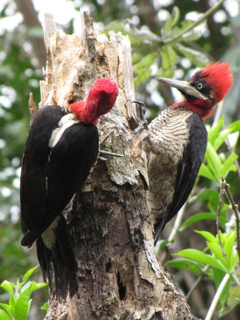 Birding Brazil 2010 — Trogons, Jacamars, Puffbirds, Woodpeckers