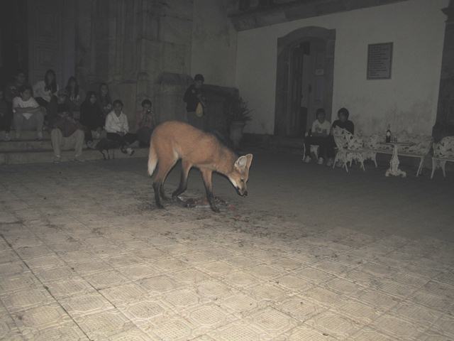 Maned Wolf